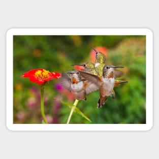 Guarding The Zinnia Sticker